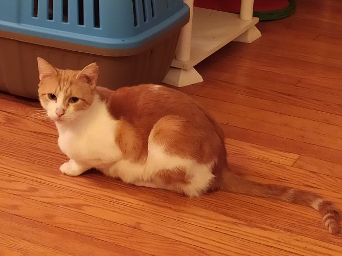 Penelope