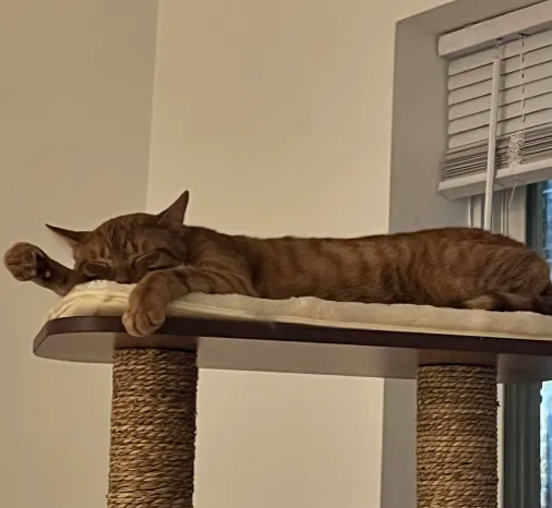 Joe (bonded to Vinnie) 1