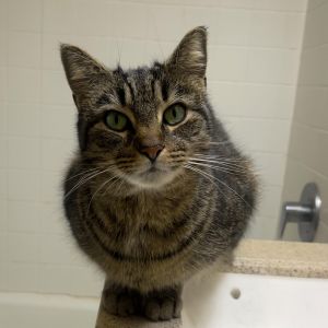 KitKat