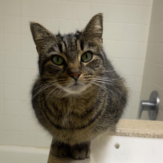 KitKat
