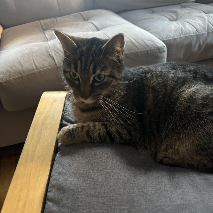 KitKat 3