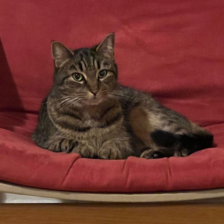 KitKat 4