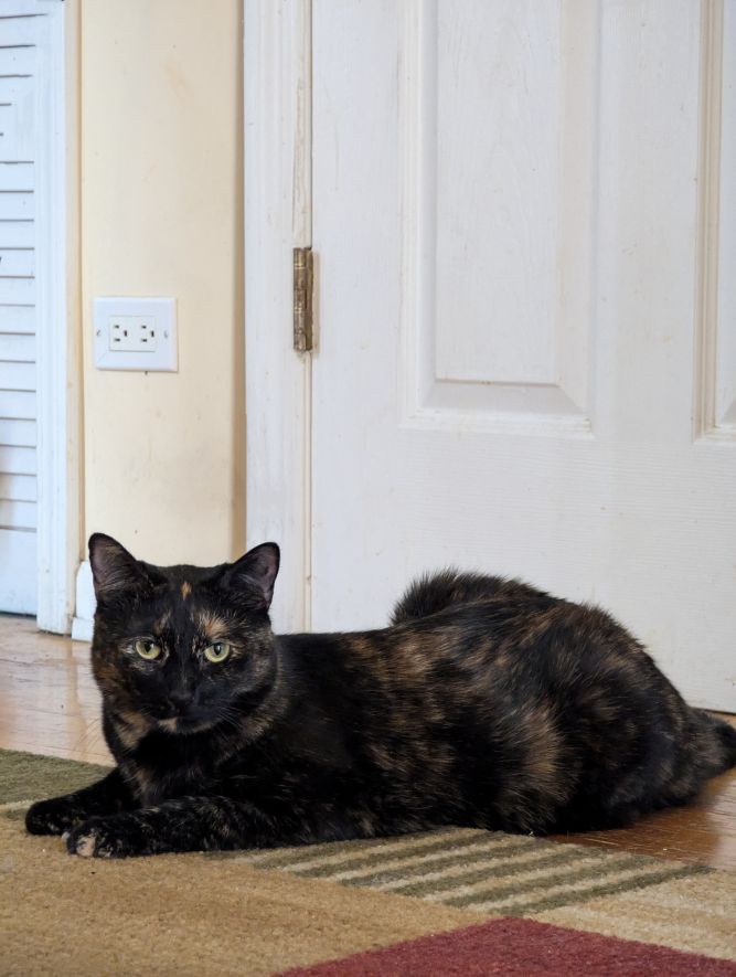 Arrow (bonded to Batman)