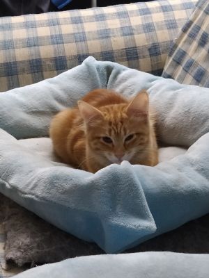 Chloe