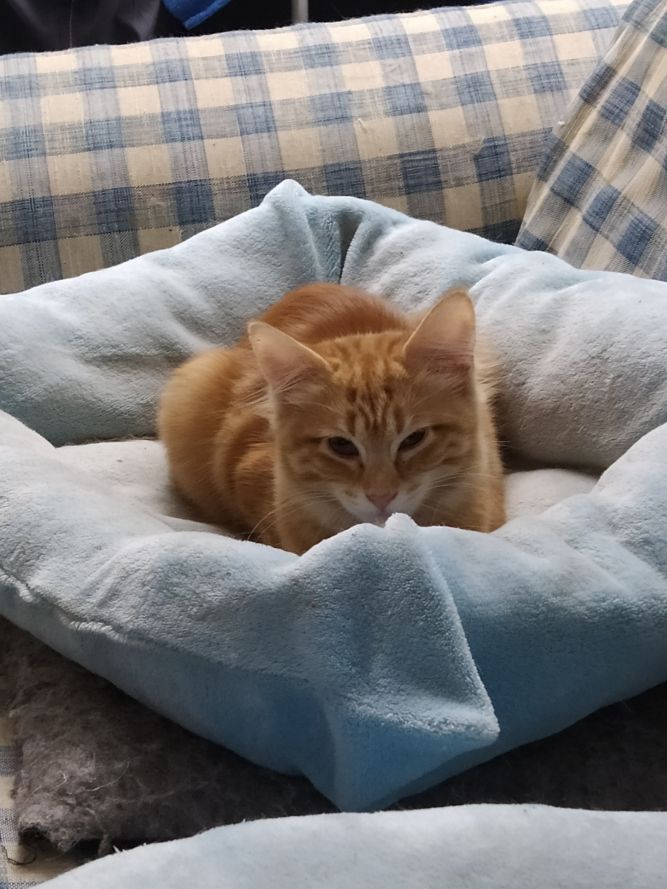 Chloe