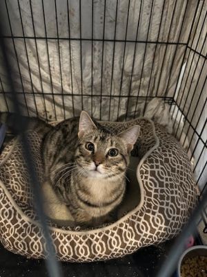 Linus (bonded with Lyssa)