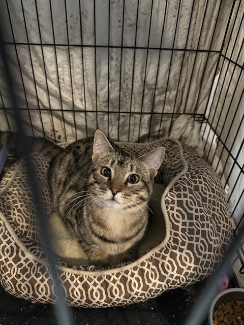 Linus (bonded with Lyssa) 1