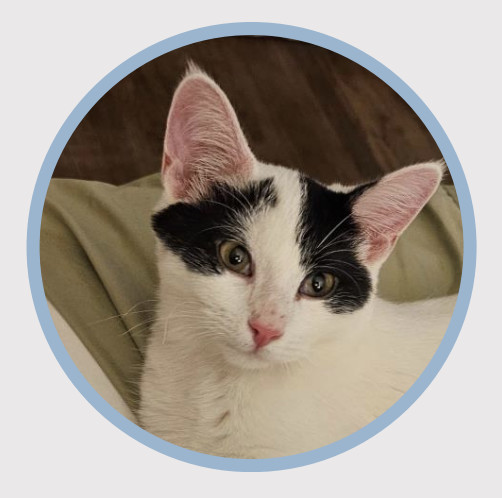 Domino