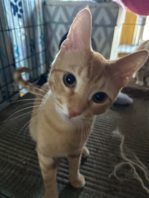 Thibodeaux (Tibbs) 1