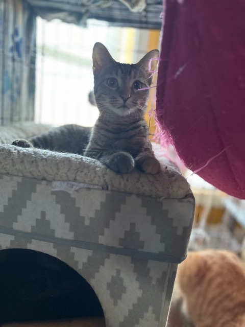 Thibodeaux (Tibbs) 2
