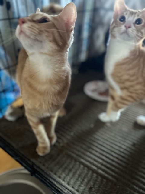Thibodeaux (Tibbs) 3