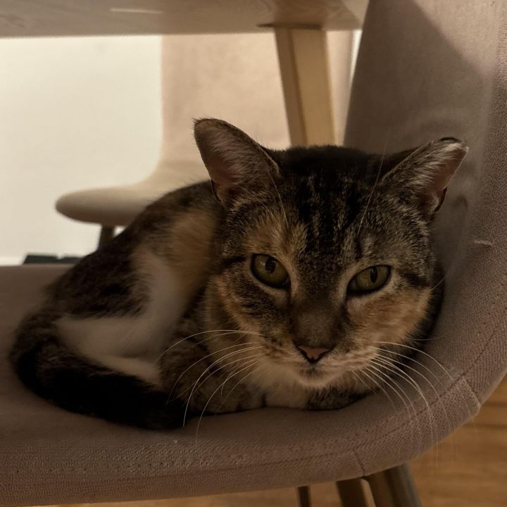 Felicia (bonded to Gregor) 1