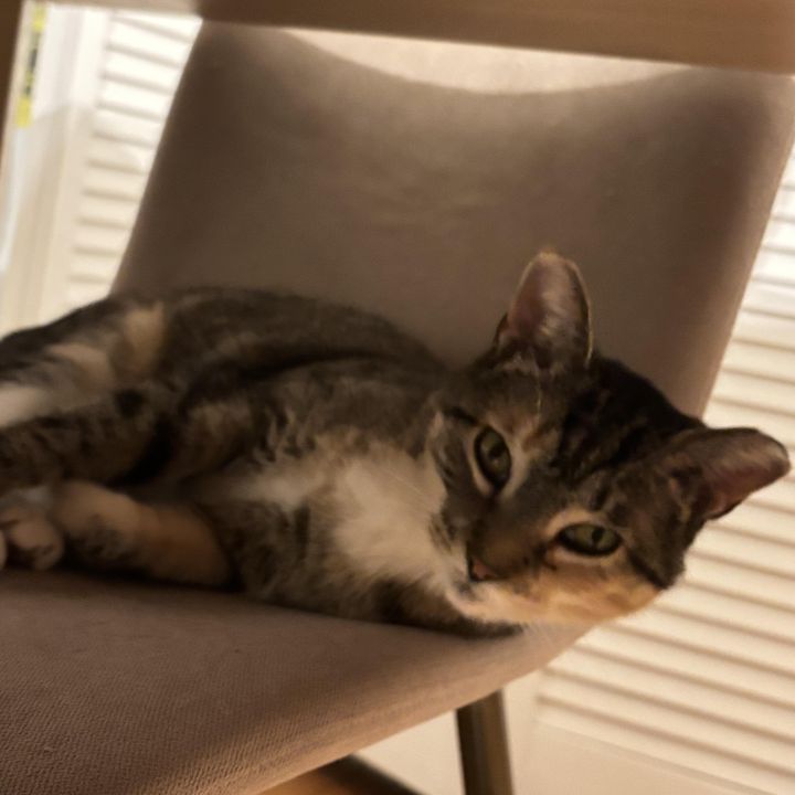 Felicia (bonded to Gregor) 2