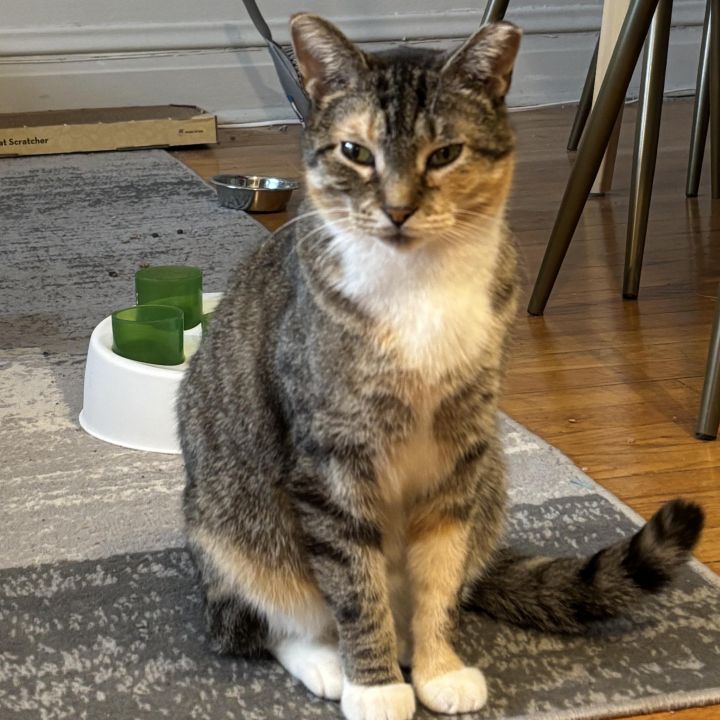 Felicia (bonded to Gregor) 3