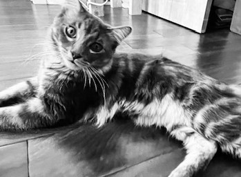 Tuffy 4