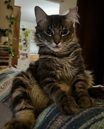 Tuffy 5