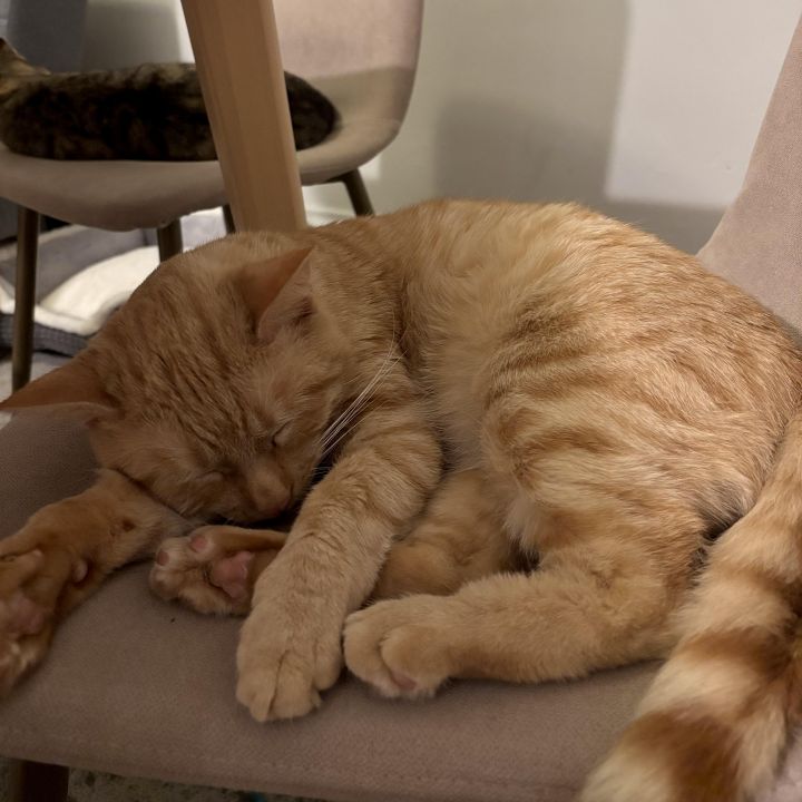 Gregor (bonded to Felicia) 5