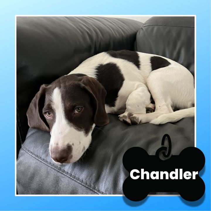 Chandler 1