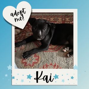 Kai