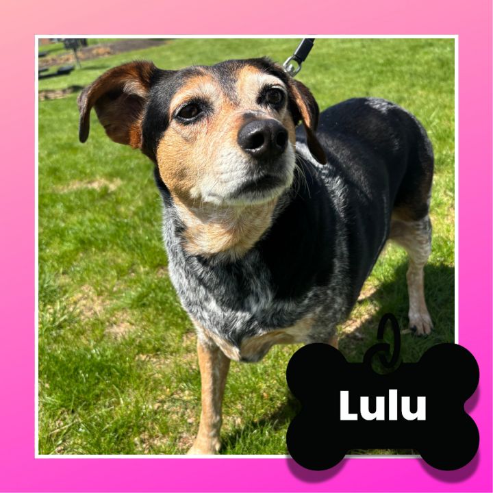 Lulu 1