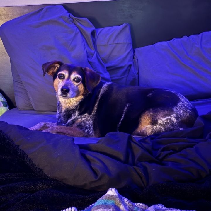 Lulu 3