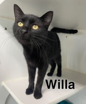 Willa