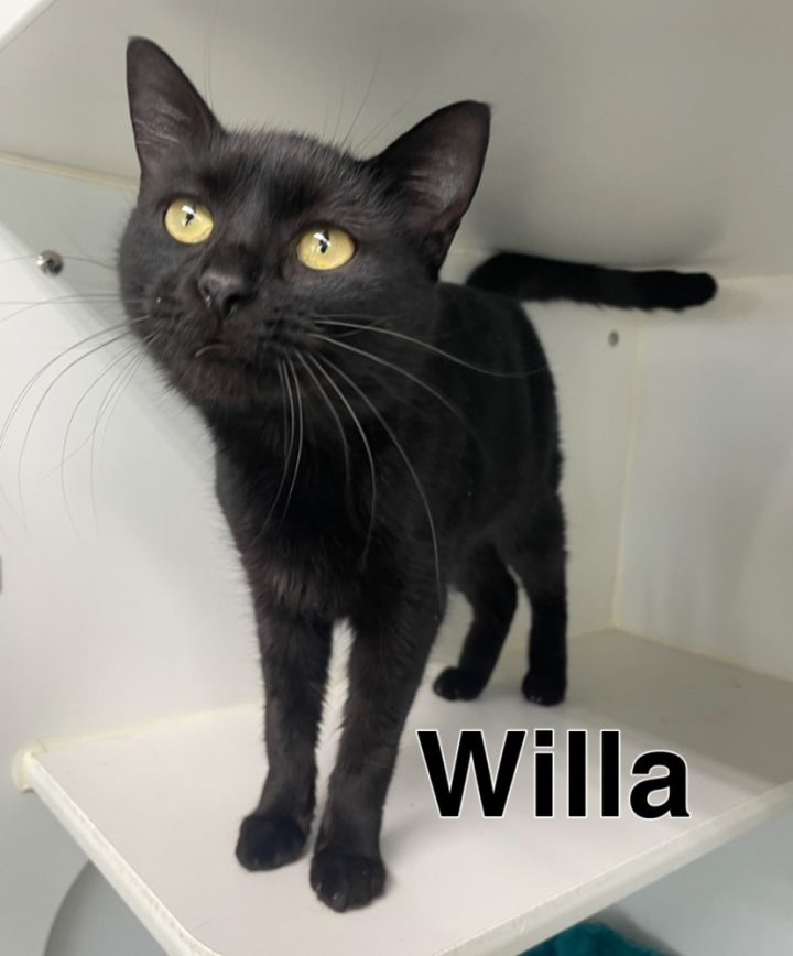 Willa 1