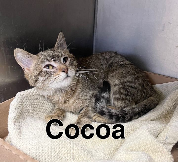 Cocoa 1