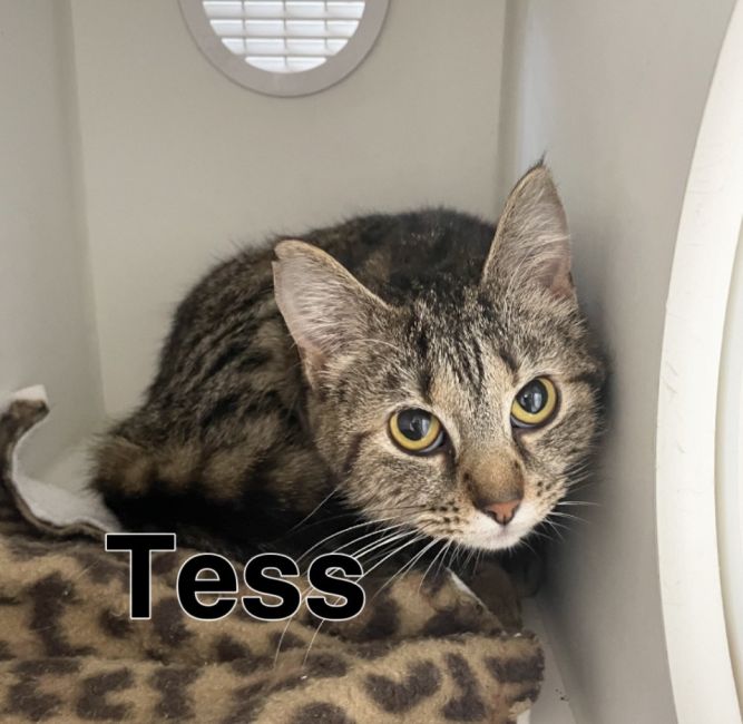 Tess