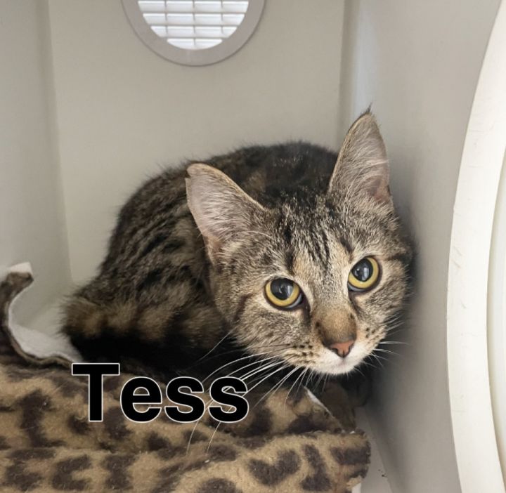 Tess 1