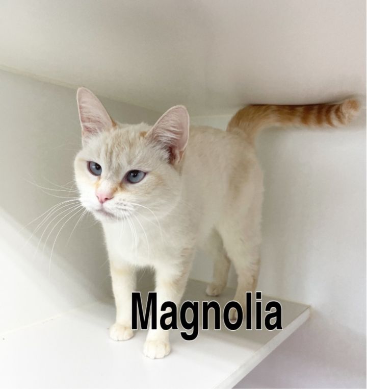 Magnolia 1