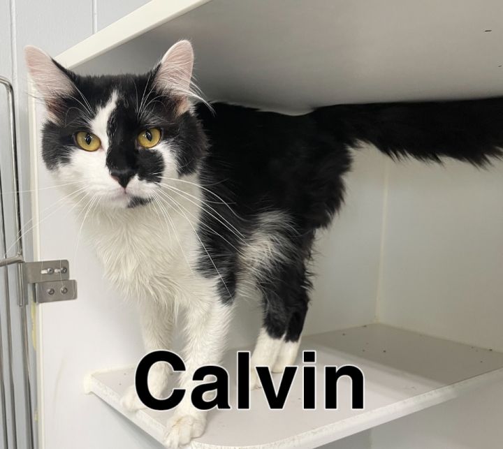 Calvin 1