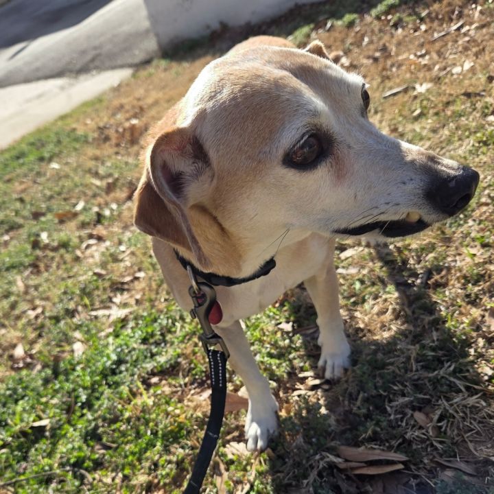 Buddie 2