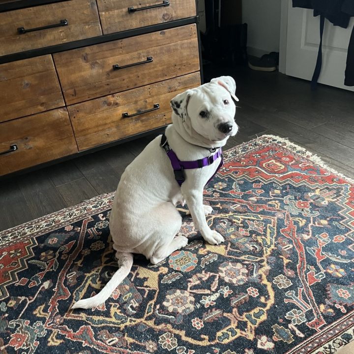 Darla 5