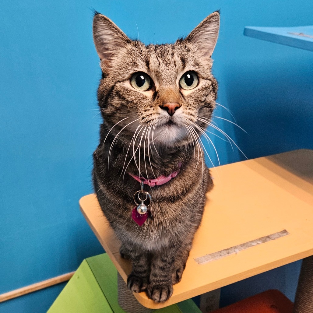 Nala, an adoptable Domestic Short Hair in Cheyenne, WY, 82007 | Photo Image 1