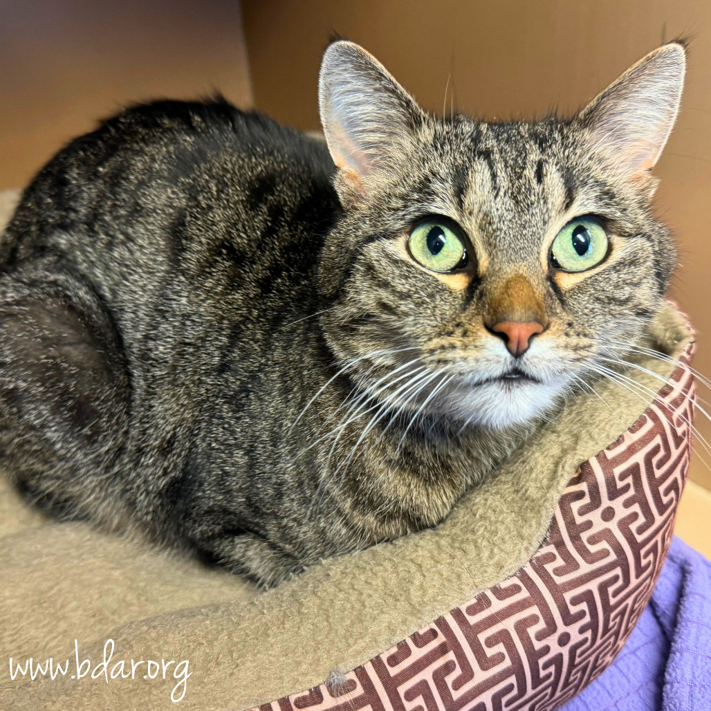Nala, an adoptable Domestic Short Hair in Cheyenne, WY, 82007 | Photo Image 2