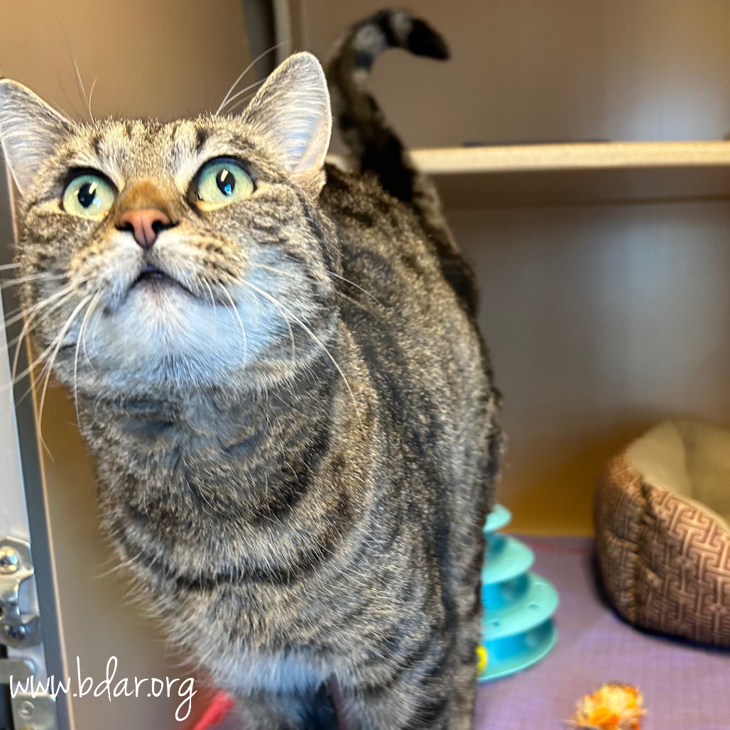 Nala, an adoptable Domestic Short Hair in Cheyenne, WY, 82007 | Photo Image 3