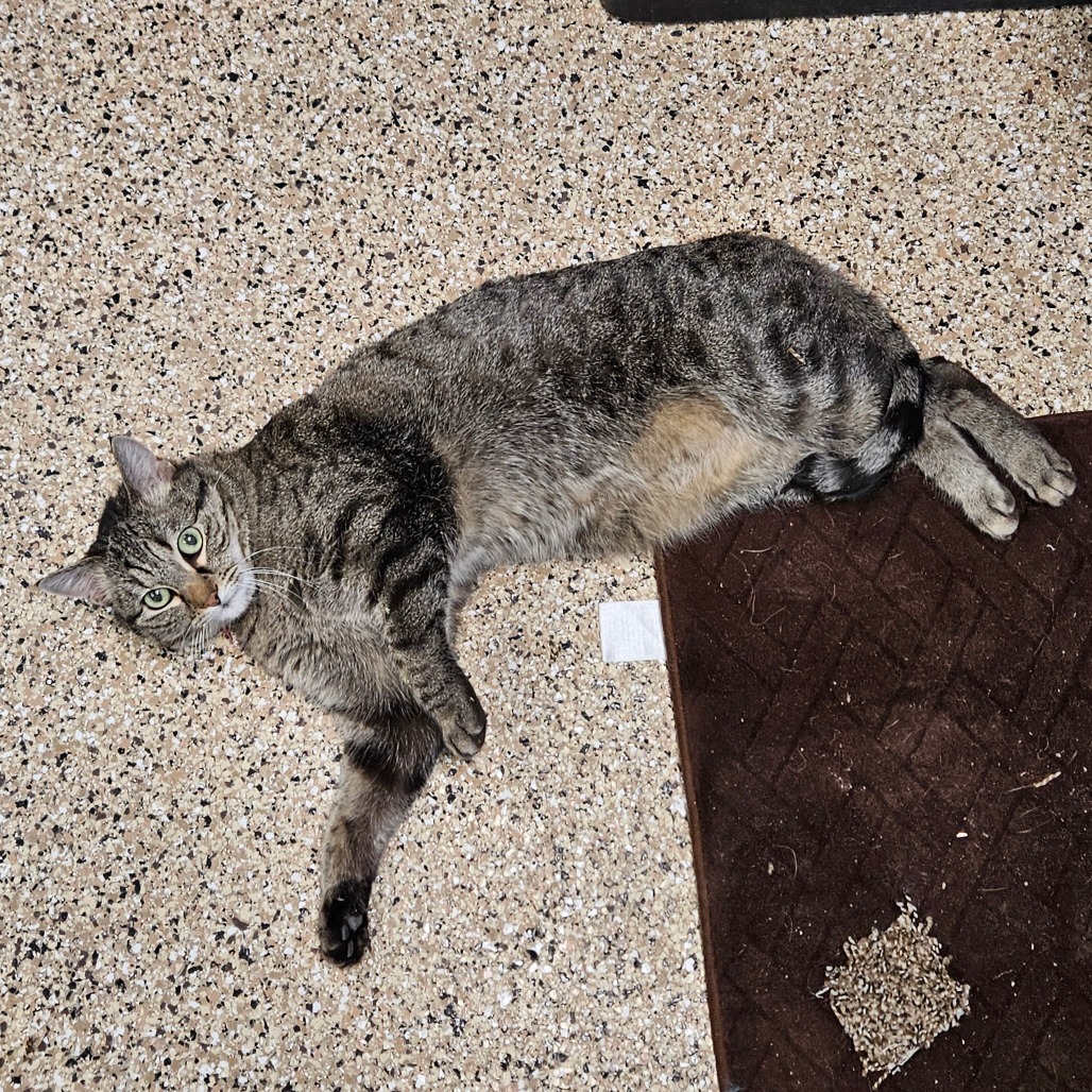 Nala, an adoptable Domestic Short Hair in Cheyenne, WY, 82007 | Photo Image 4