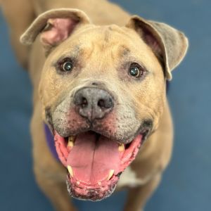 Baby Huey, Senior Male unknown