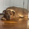 Baby Huey photo 3