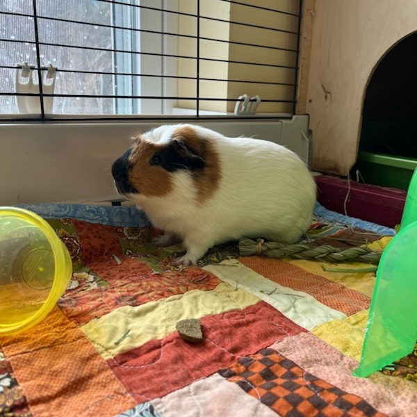Hamish