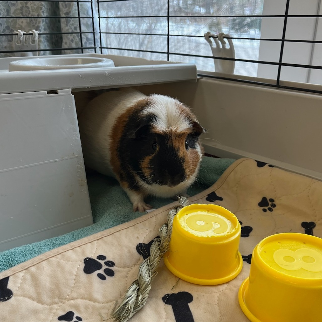 Hamish