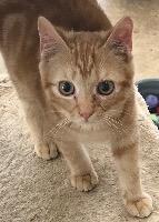 Chester