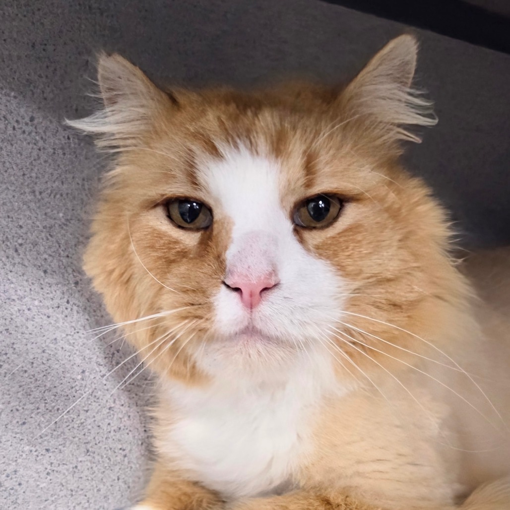 Benson, an adoptable Domestic Long Hair in Sheridan, WY, 82801 | Photo Image 1