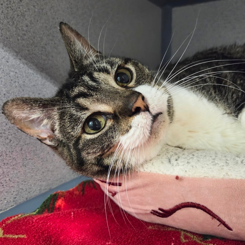 Mouse, an adoptable Domestic Short Hair in Sheridan, WY, 82801 | Photo Image 1