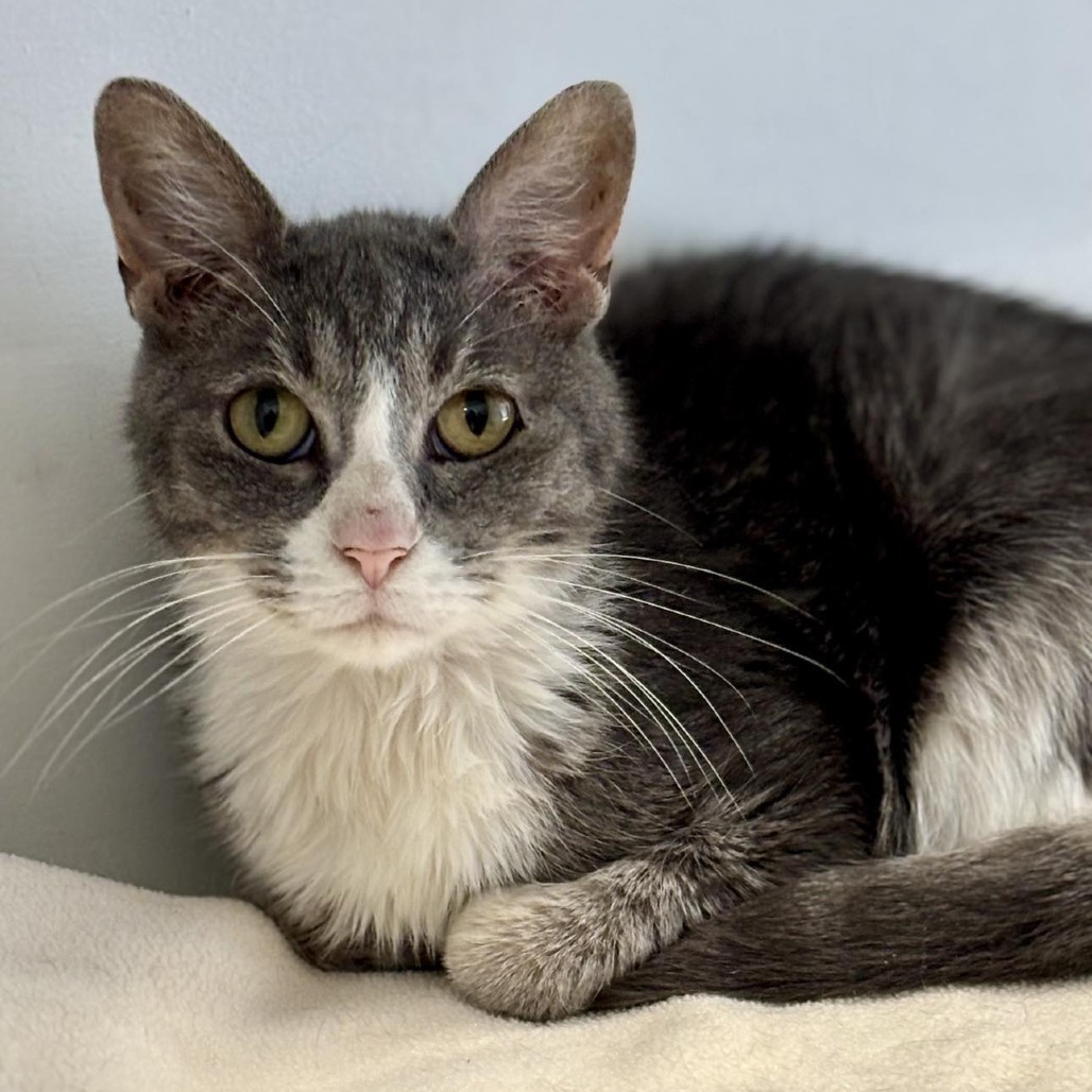Eva, an adoptable Domestic Short Hair in Sheridan, WY, 82801 | Photo Image 1