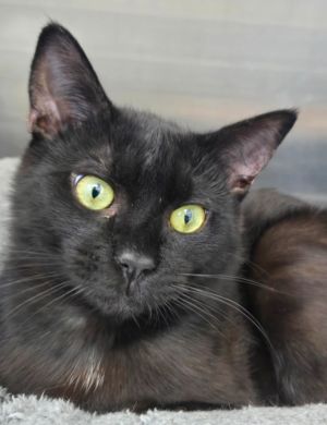 Blackberry, Young Male Domestic Short Hair