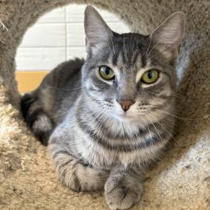 Sir Elton John Domestic Short Hair Cat