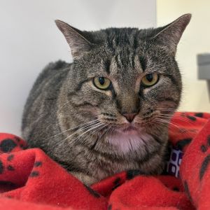 Ziggy Domestic Short Hair Cat