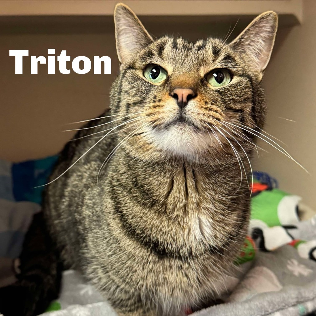 Triton 250183, an adoptable Domestic Short Hair in Escanaba, MI, 49829 | Photo Image 1